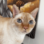 Friendly Feline BEBE Needs A Forever Home 
