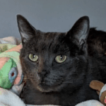Friendly Feline DANNY Needs A Forever Home 