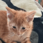 Sibling Kittens EMERY & RILEY Need A Forever Home 