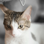 22 Month Old Kitty WINNIE Needs A Forever Home 