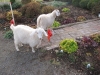 Angus\' new friends - goats