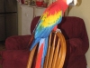 Angus\' new friends - a colourful parrot