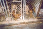 Puppy Mills Are A Big, Dirty Business – Part 1 