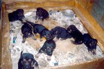 Puppy Mills Are A Big, Dirty Business – Part 2 