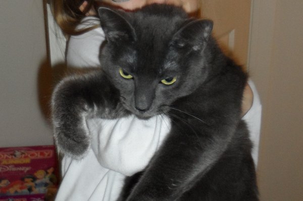 Moe. Rescue Cat Finds New Home In Uxbridge. Pet Adoption | Oasis Animal ...