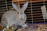 Silver. Sweet Rabbit Adopted – Joins Two New Friends 