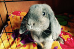 Daisy. Friendly Rabbit Finds Forever Home 