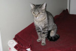 Olivia. Petite, Comical Cat Finds New Home 