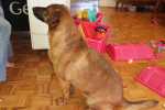 Boomer. Visually Impaired Dog Has Found New Home 