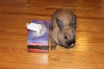 Nibbler. Dwarf Rabbit, Litter-Trained, Finds New Home 