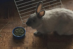 Dixie. 12 Month Old Rabbit, Real Cutie, ADOPTED 