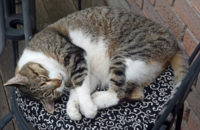 Nikki. Senior cat for adoption. Toronto GTA.