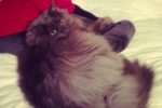 Tucker. Quiet Home Found For Handsome Male Cat 