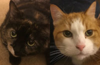 Honey and Sam. Cats for adoption. Toronto GTA, Durham Region