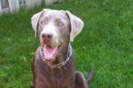 Brody. Young, Energetic Labrador Retriever. ADOPTED  