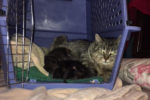 Naomi’s Litter. Five Beautiful Rescue Kittens – UPDATE ALL ADOPTED 