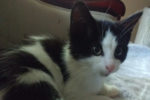 Keke. Playful Kitten Finds Playful Forever Home 