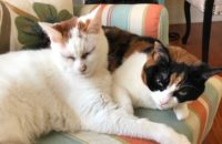 jack and jill. cats for adoption. Toronto GTA Durham Region