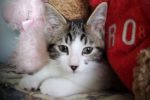 Leaf. Rescue Kitten Cutie Finds His Forever Home 