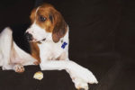 Buddy. Handsome, Young Dog Finds Ideal, Laid-Back New Home 