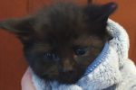 Aurora. Gorgeous Rescue Kitten Has Found A New Home 