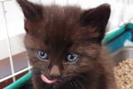 Celeste. Playful Rescue Kitten Has Found Her Forever Home 