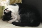 McCree. Young, Relaxed, Male Cat Has Found His New Home 