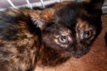 Smudgy. Sweet Rescue Kitten Finds Permanent Home 