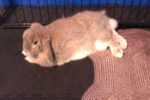 Sydney. Affectionate Holland Lop Rabbit, Has Found New Home 
