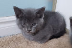 The Troll Kittens. Rescue Kits, All Five Now Adopted 