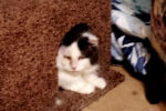 Margerine. Rescue Cat Recovers From Hard Time. Finds His New ..