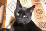 Turtle Dove. Very Friendly, Senior Cat, Finds Loving, New Home 