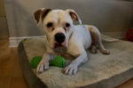 Maui. Female American Bulldog, Affectionate, Playful. Has Found New Home 