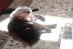 Adoption success for cat Bella