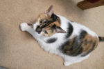 Mini Chat. Senior, Declawed, Affectionate Cat Finds Her New Home 