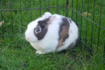 Jackson. Young, Easy-Going, Healthy Rabbit Finds His New Home 