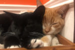 Sugar And Spice. Playful, Energetic Rescue Kittens Find Their New ..