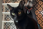 Willow. adoptable cat, toronto, durham region and gta
