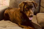 Cocoa. Young, Chocolate Labrador Retriever Finds Ideal, New Home 
