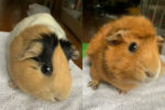 Toffee And Smors. Female Guinea Pig Pair – New Home ..