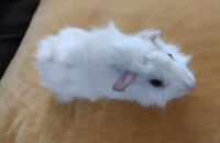 Guinea Pig for adoption