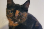 Mindy. Female, rescue kitten for adoption