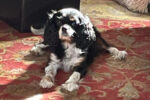 Molly. King Charles Spaniel for adoption