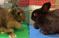 Bubble and Stitch. Rabbits For adoption