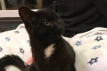 Furey. Delightful, Male Kitten Has Found His Forever Home 