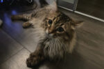 Kassy. New Forever Home Found For Social and Curious, Female ..