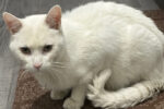 Shiro. Cat for adoption. Declawed. Toronto GTA