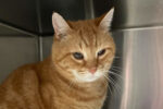 Teddy. Orange tabby, male cat, for adoption