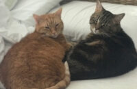 OJ and Stevie. Cats for adoption