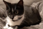 Vivianne. Cat for adoption